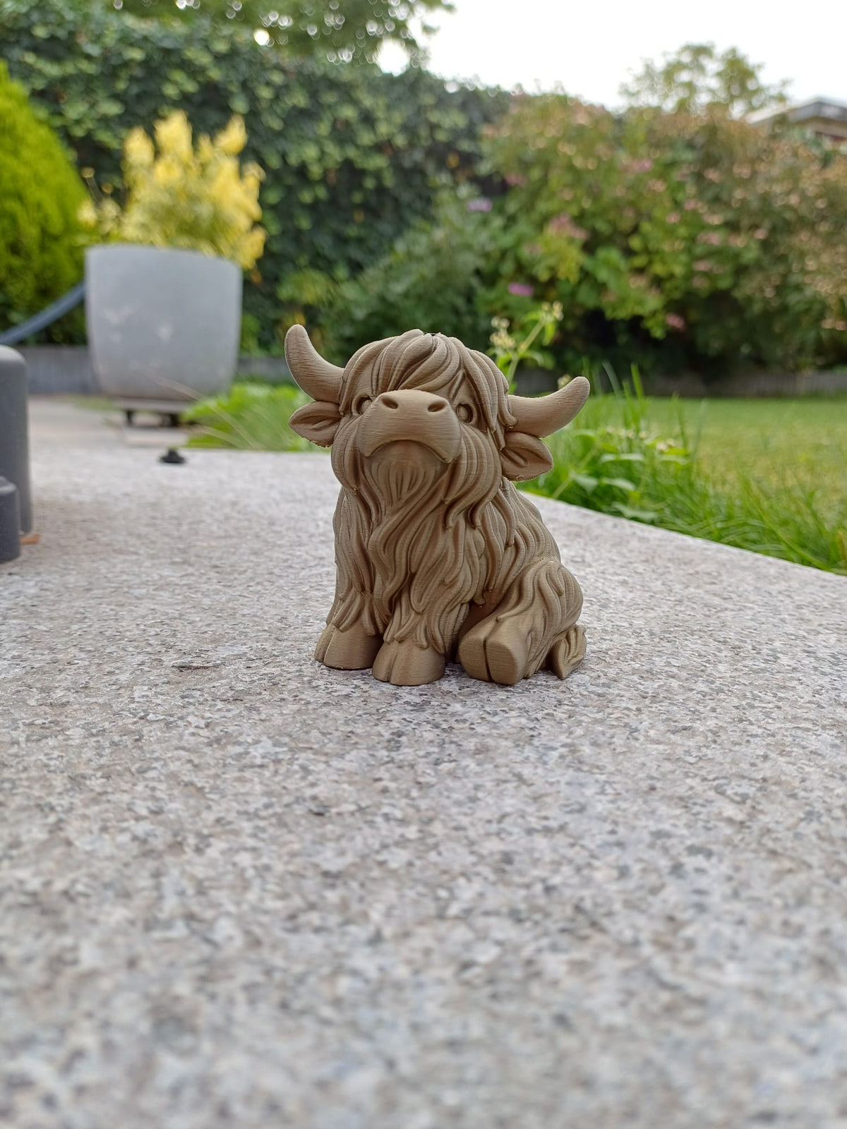 Chubby Highland Cow